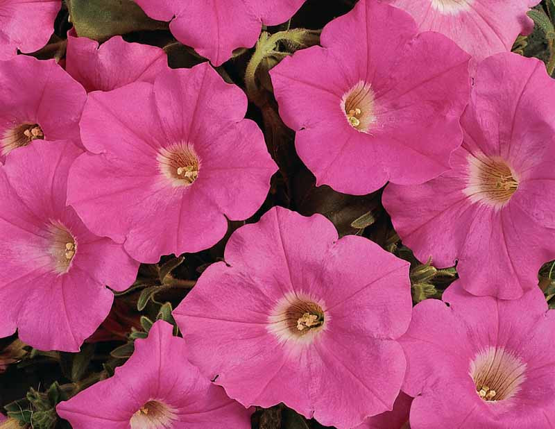 Petunia 'Easy Wave Pink'